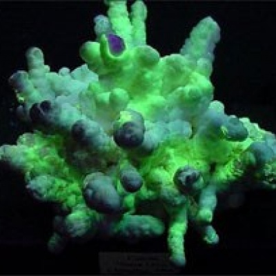 Aargonite under filtered UV Light