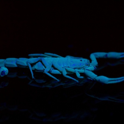 Scorpion under UV Light